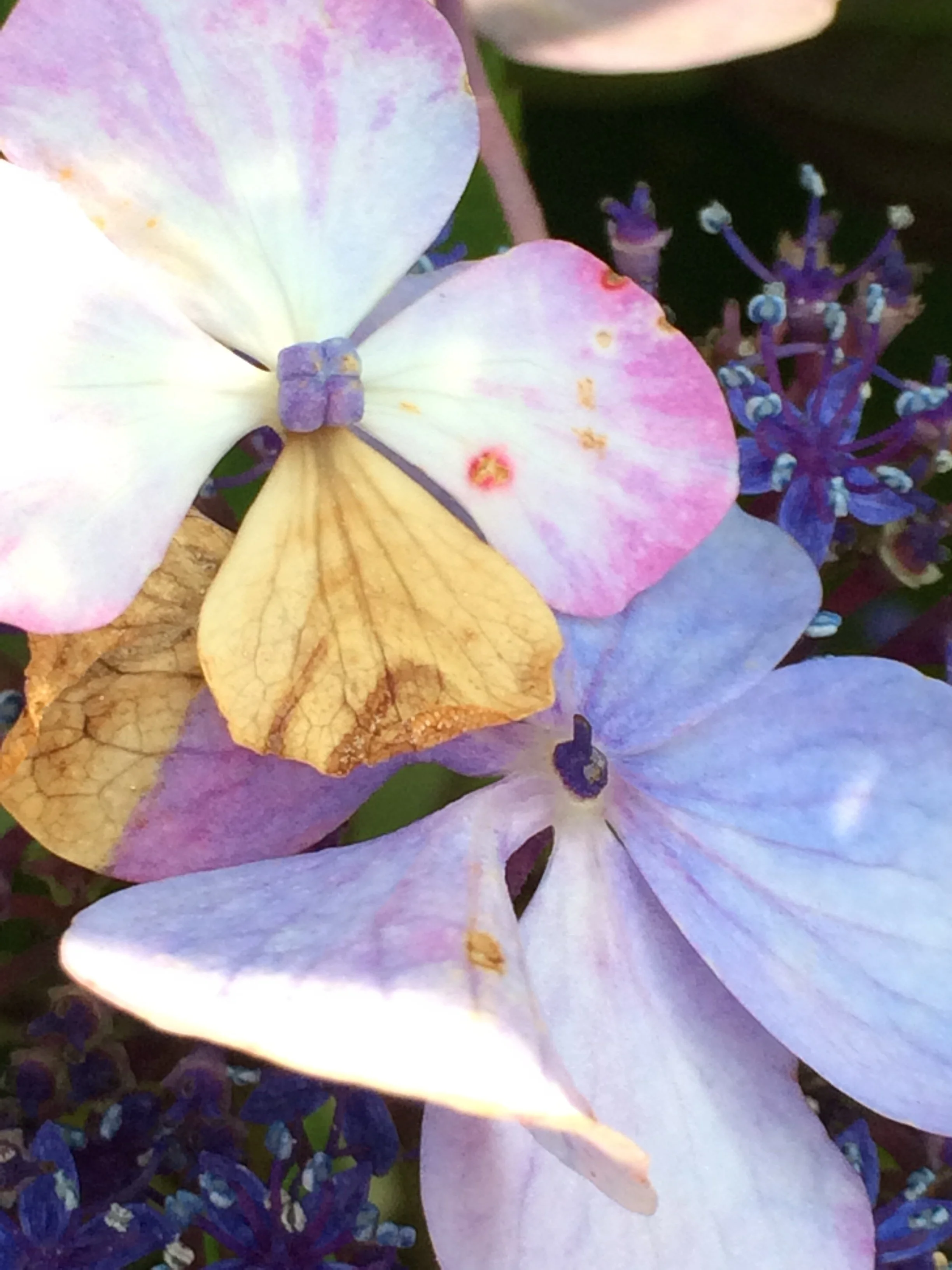 HYDRANGEA IN SPRING / Digital Photography