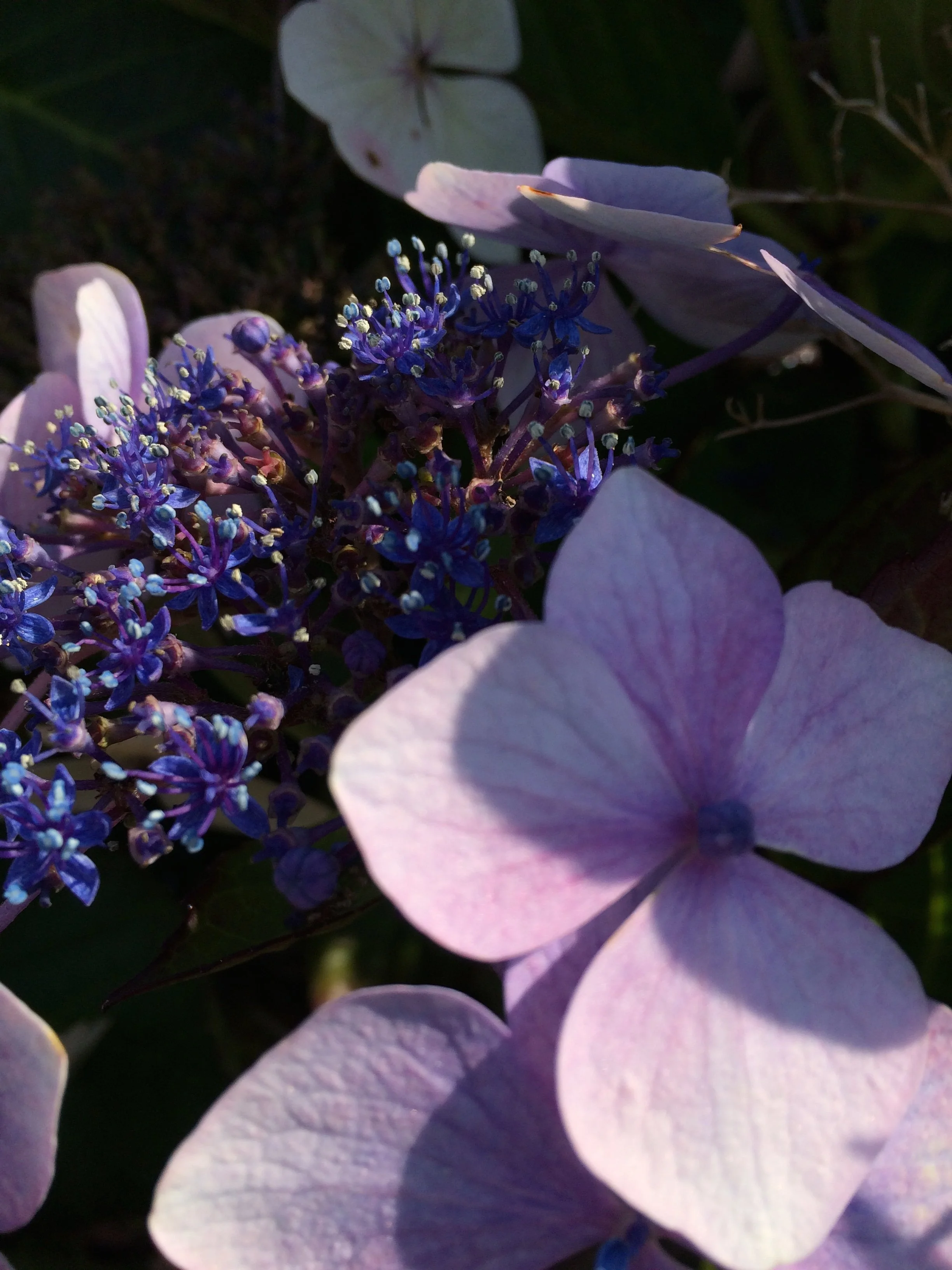 HYDRANGEA IN SUMMER / Digital Photography