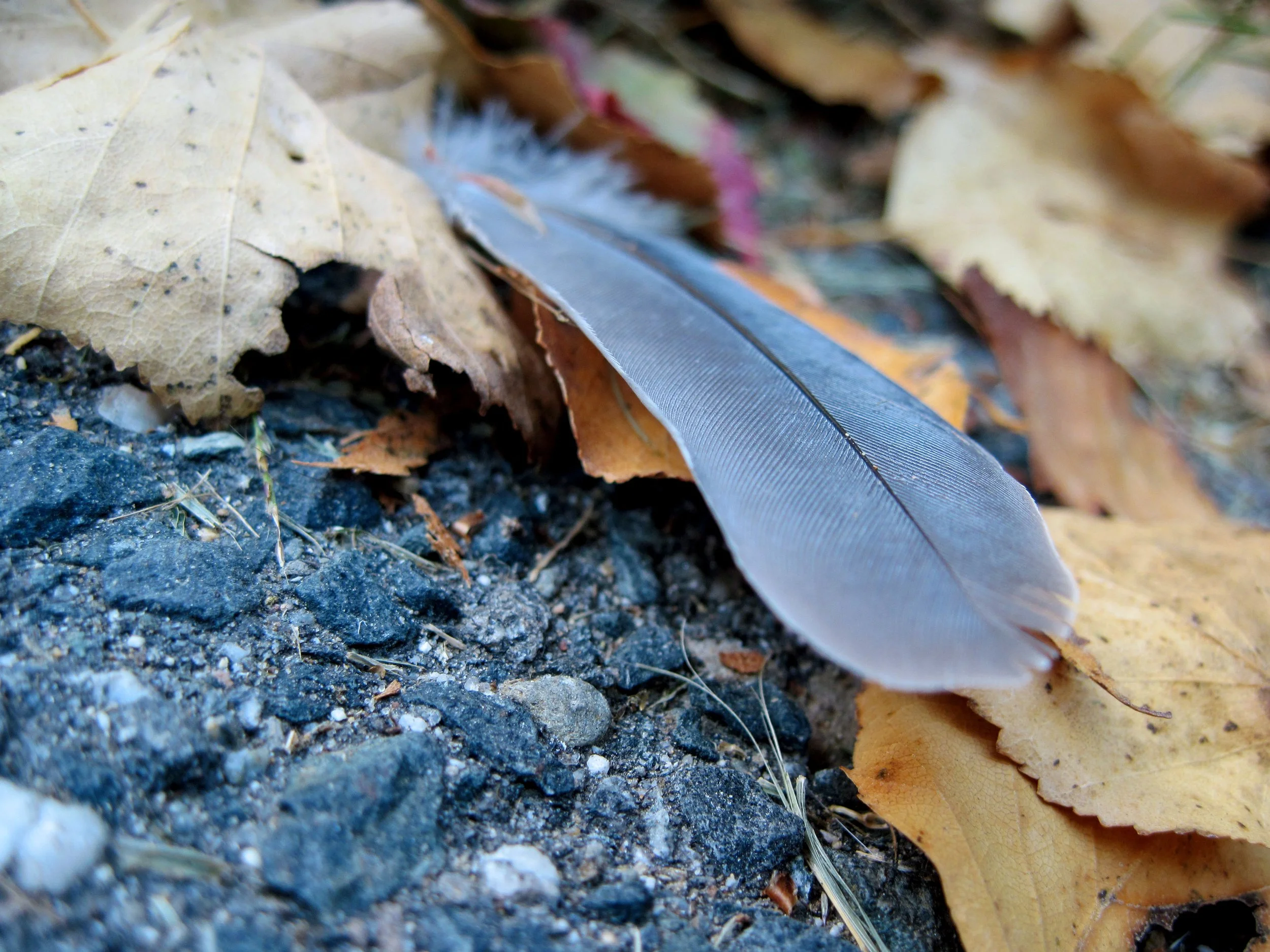 FEATHER / Digital Photography