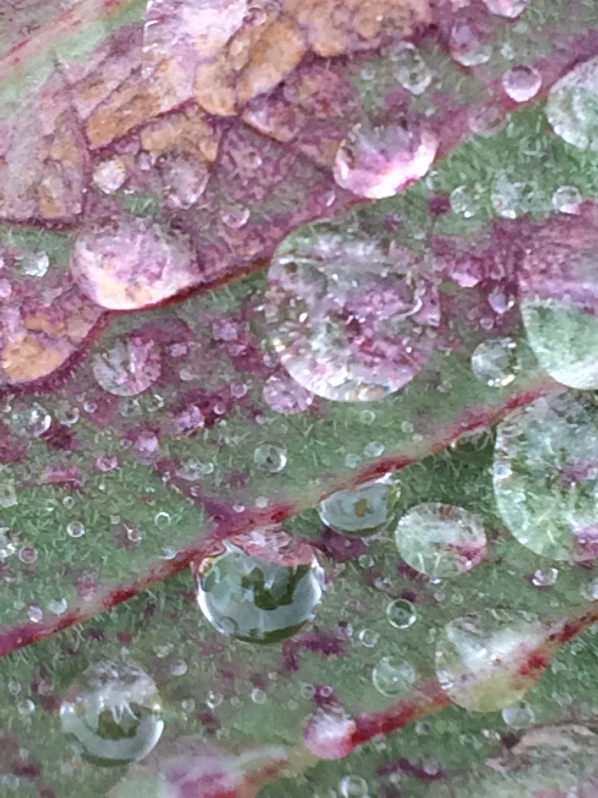 DEWDROPS ON A LEAF / Digital Photography