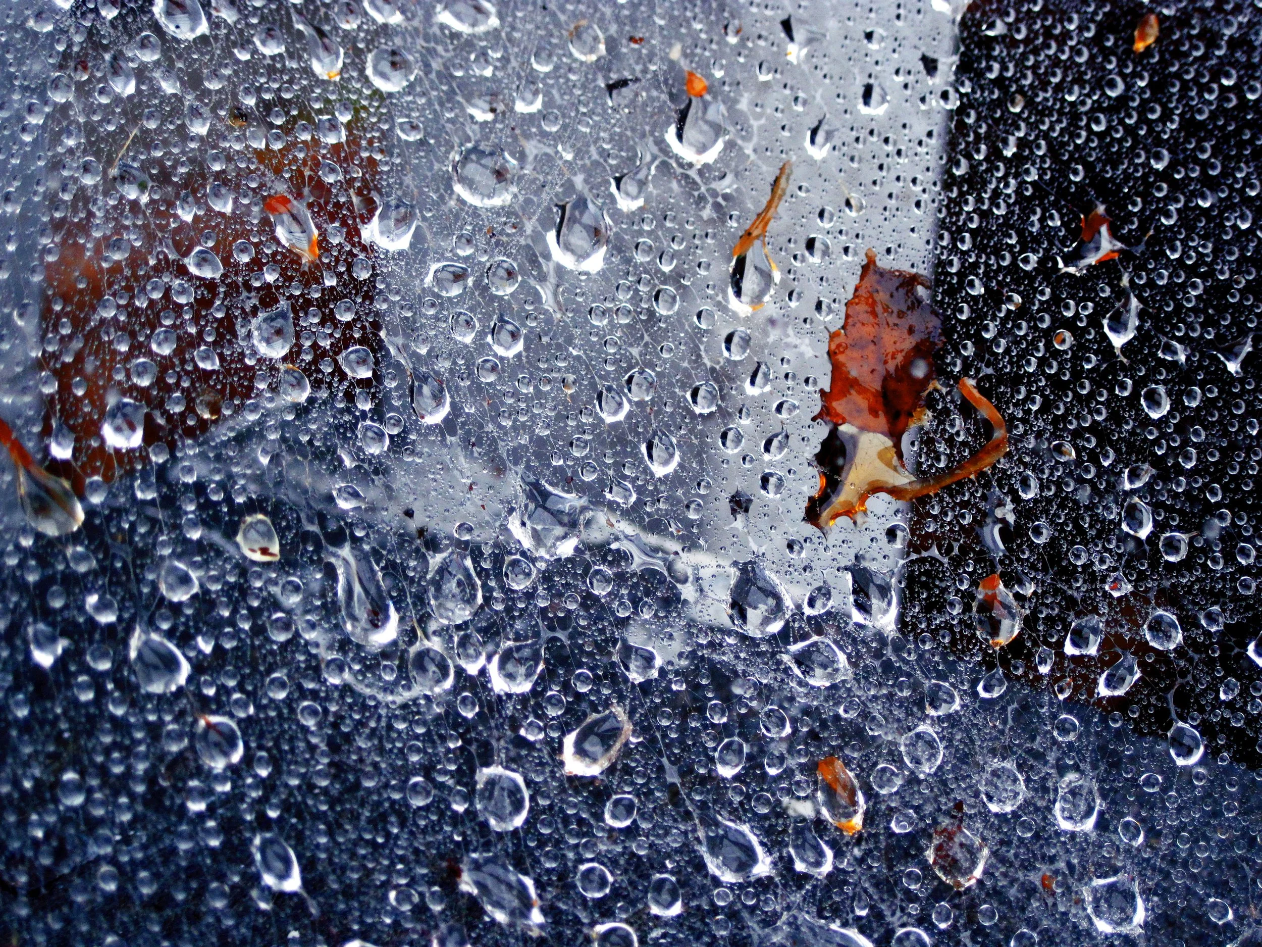 Spider Silk in the Rain
Digital Photography