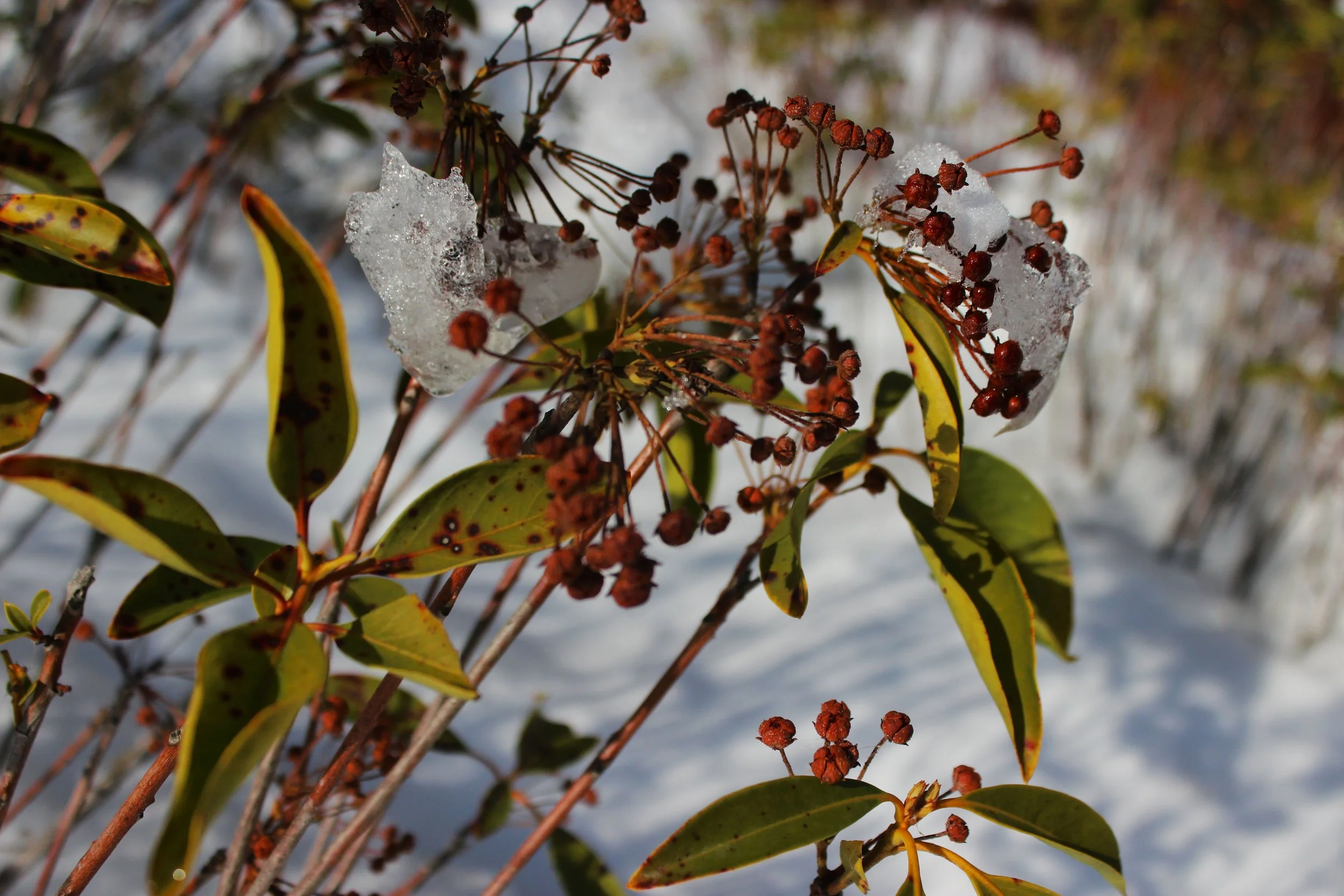 ICE FLOWERS / Digital Photography