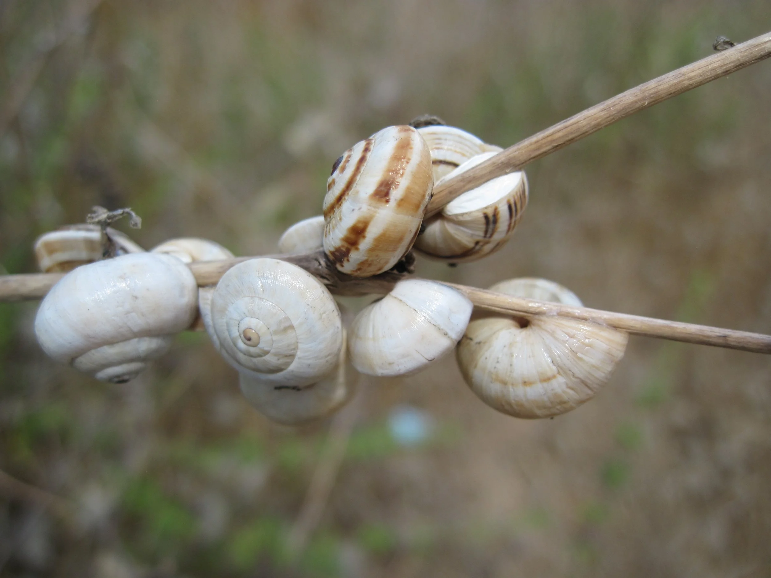 SNAILS GATHER ON A BRANCH / Digital Photography