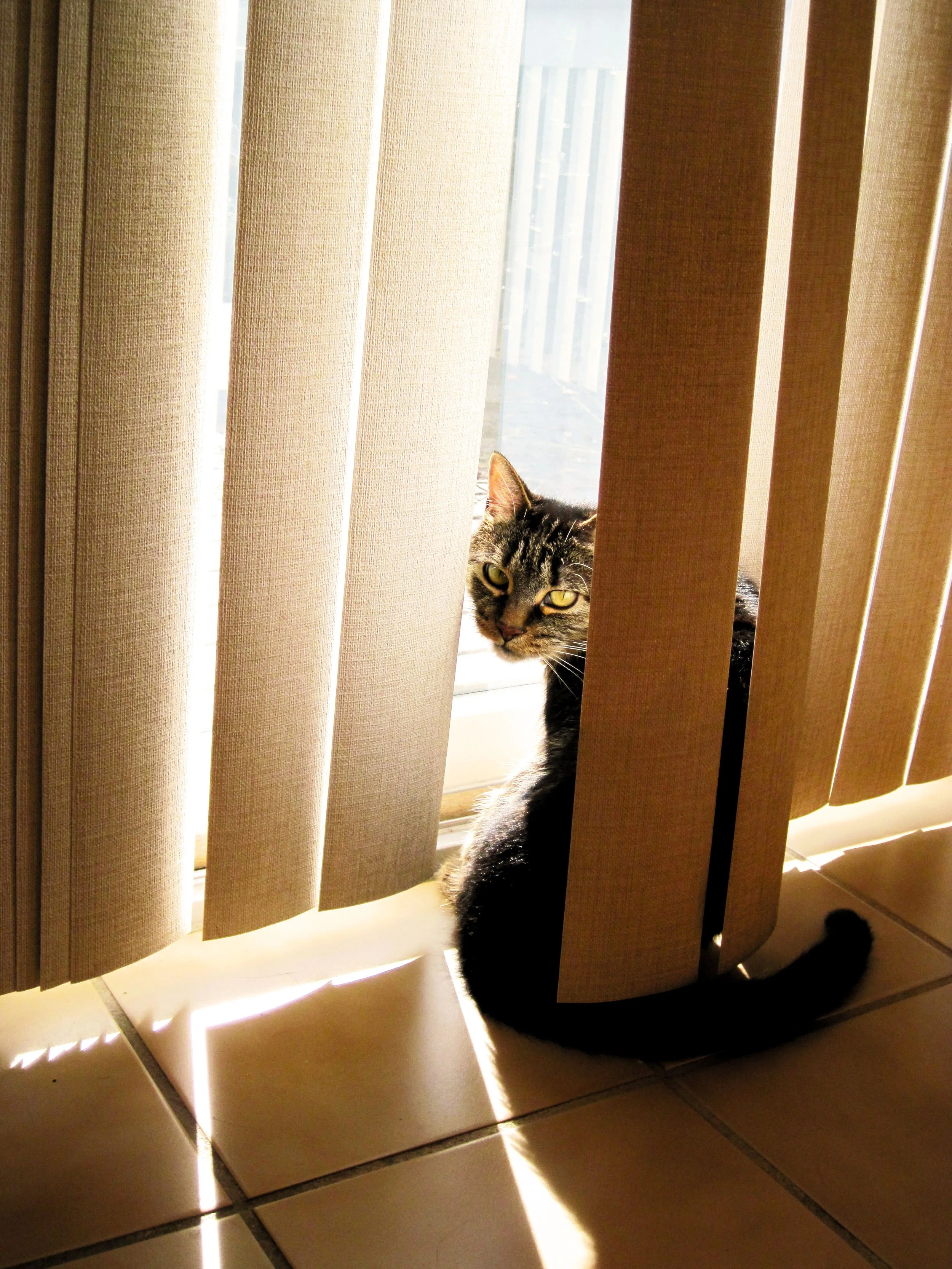 CAT IN THE WINDOW / Digital Photography