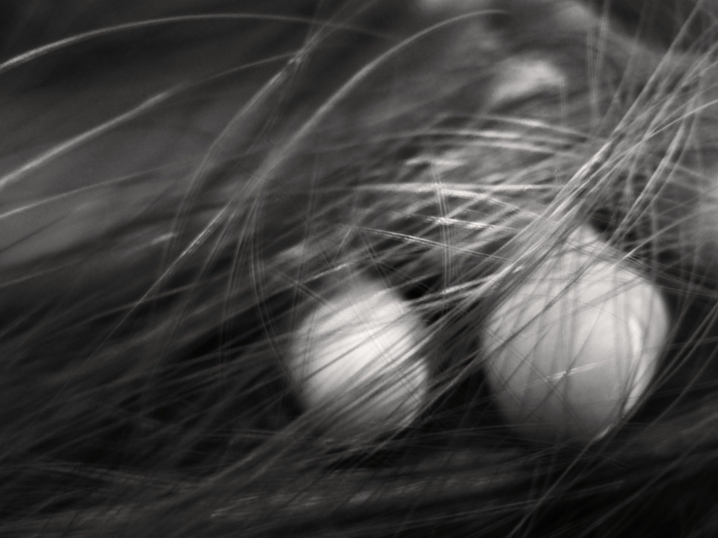FINGERS AND HAIR / Digital Photography