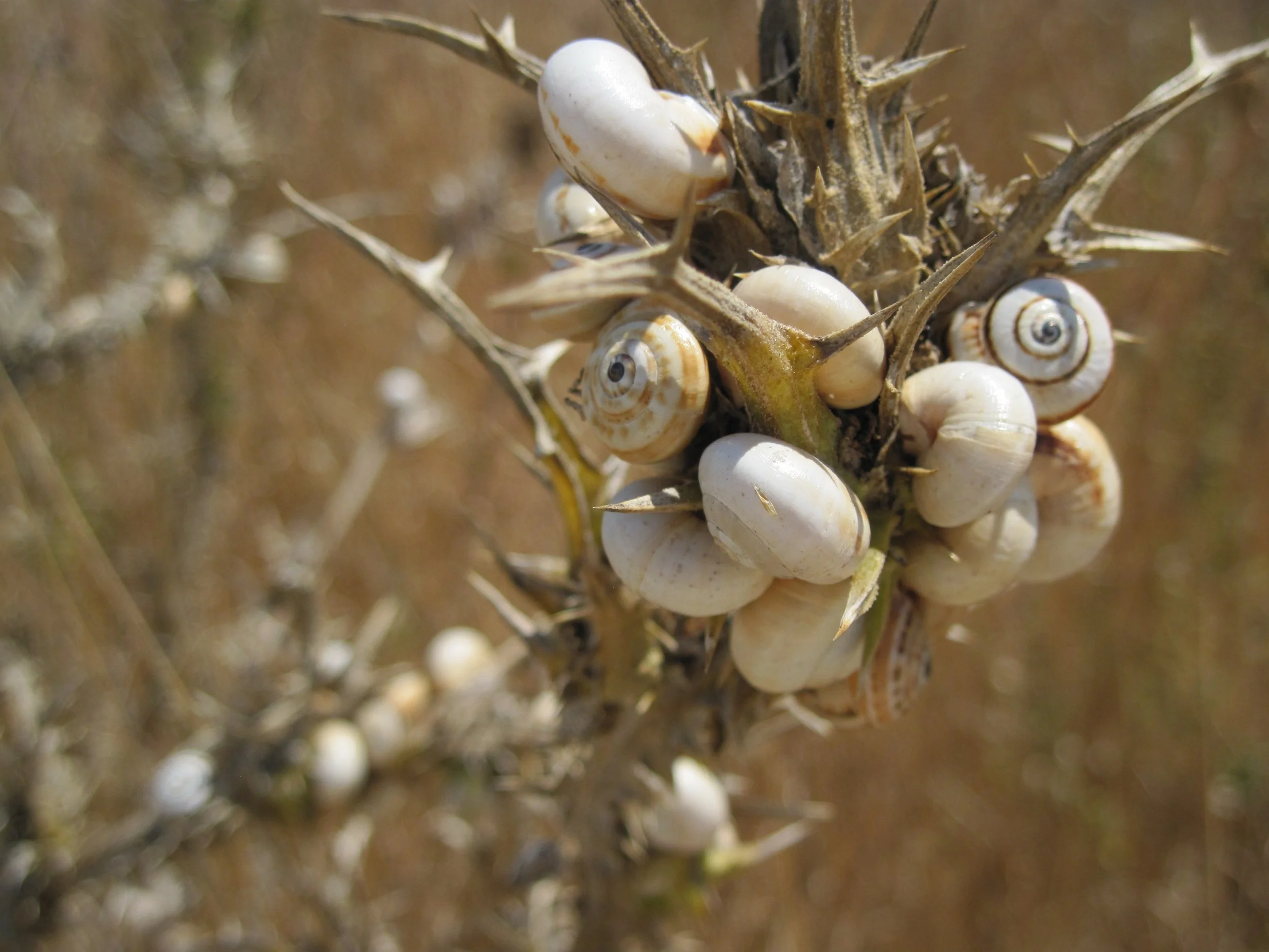 SNAILS GATHER ON A THORN / Digital Photography