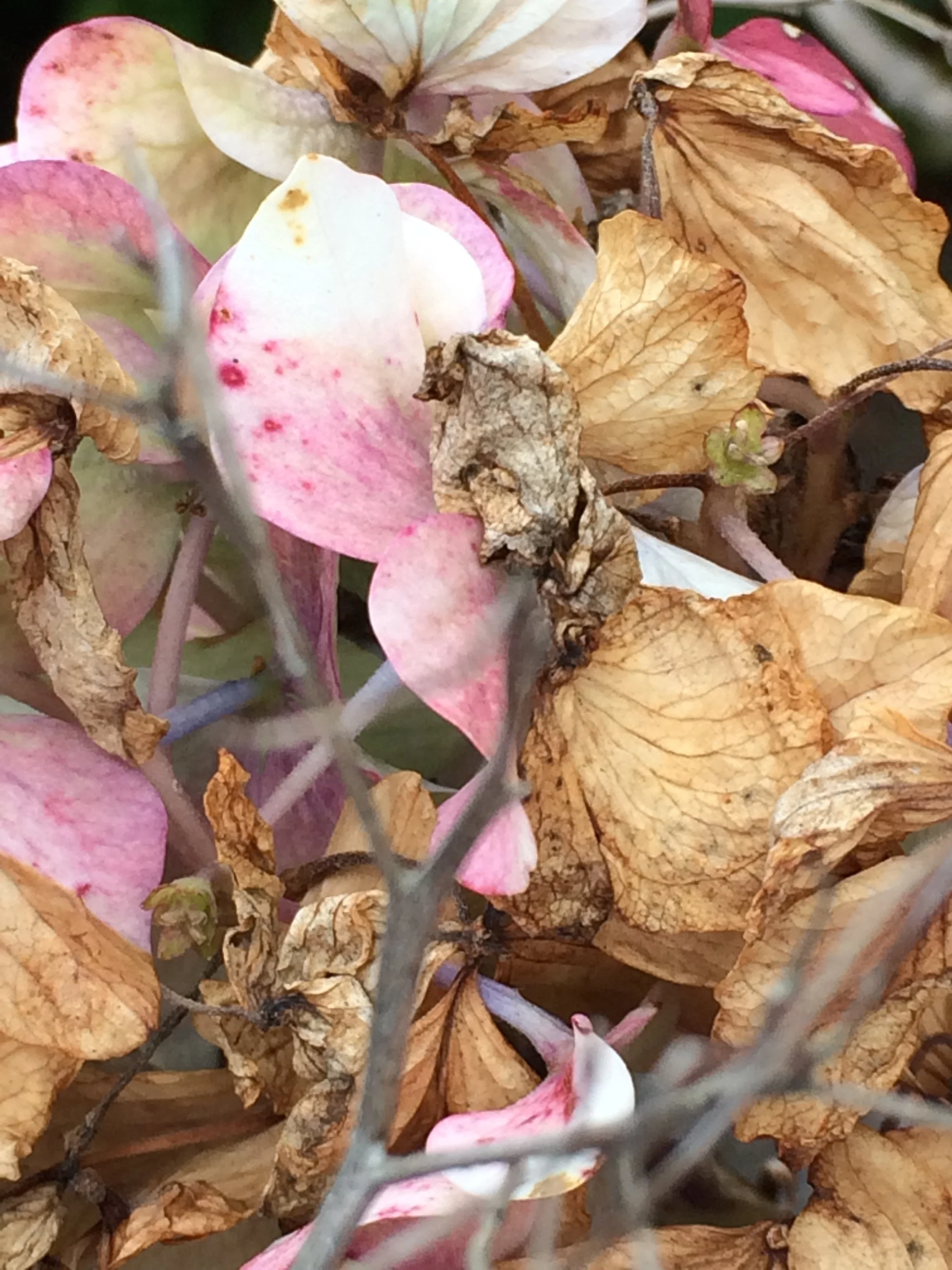 HYDRANGEA IN AUTUMN / Digital Photography