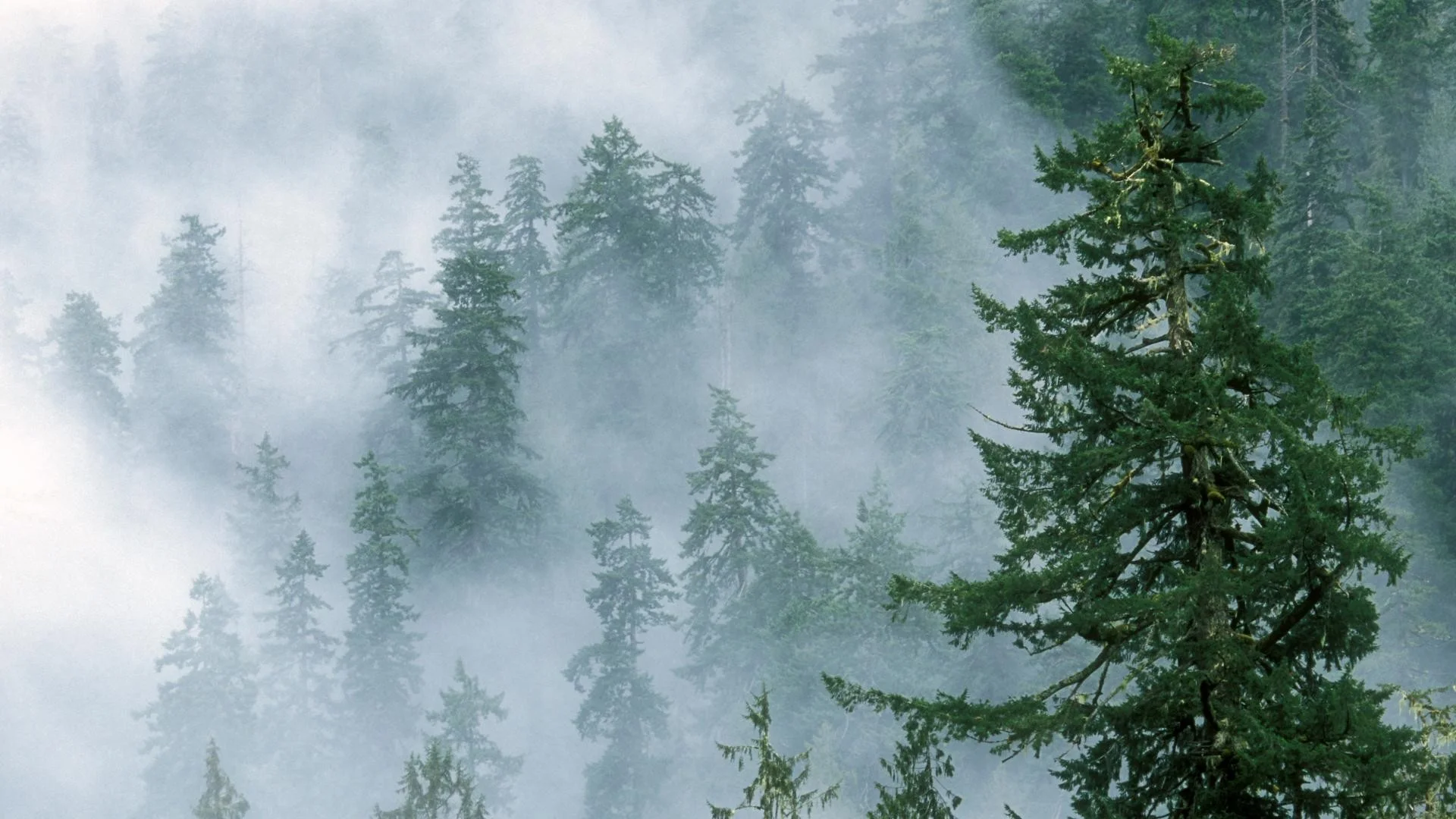 Foggy_Forest_Mountains_Tree.jpg