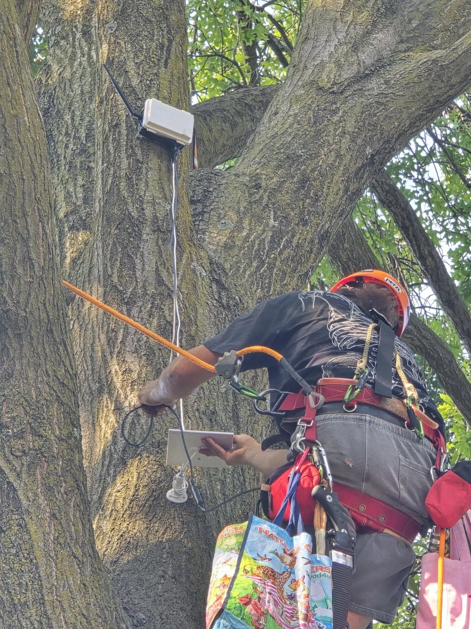 Our First Treepeater