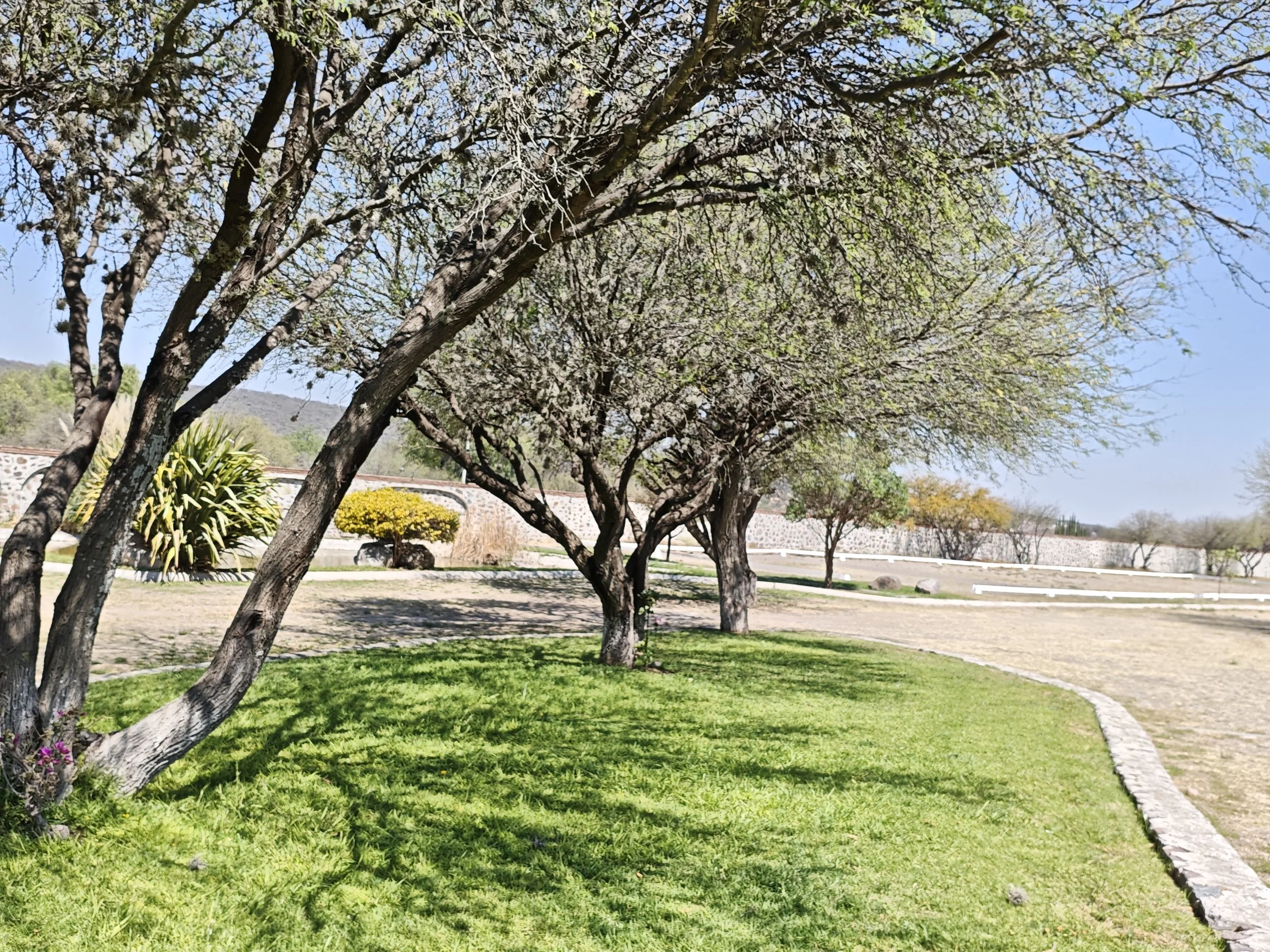 Arboleda con árboles de ramas densas y hojas verdes, césped bien cuidado y cielo despejado en un parque.