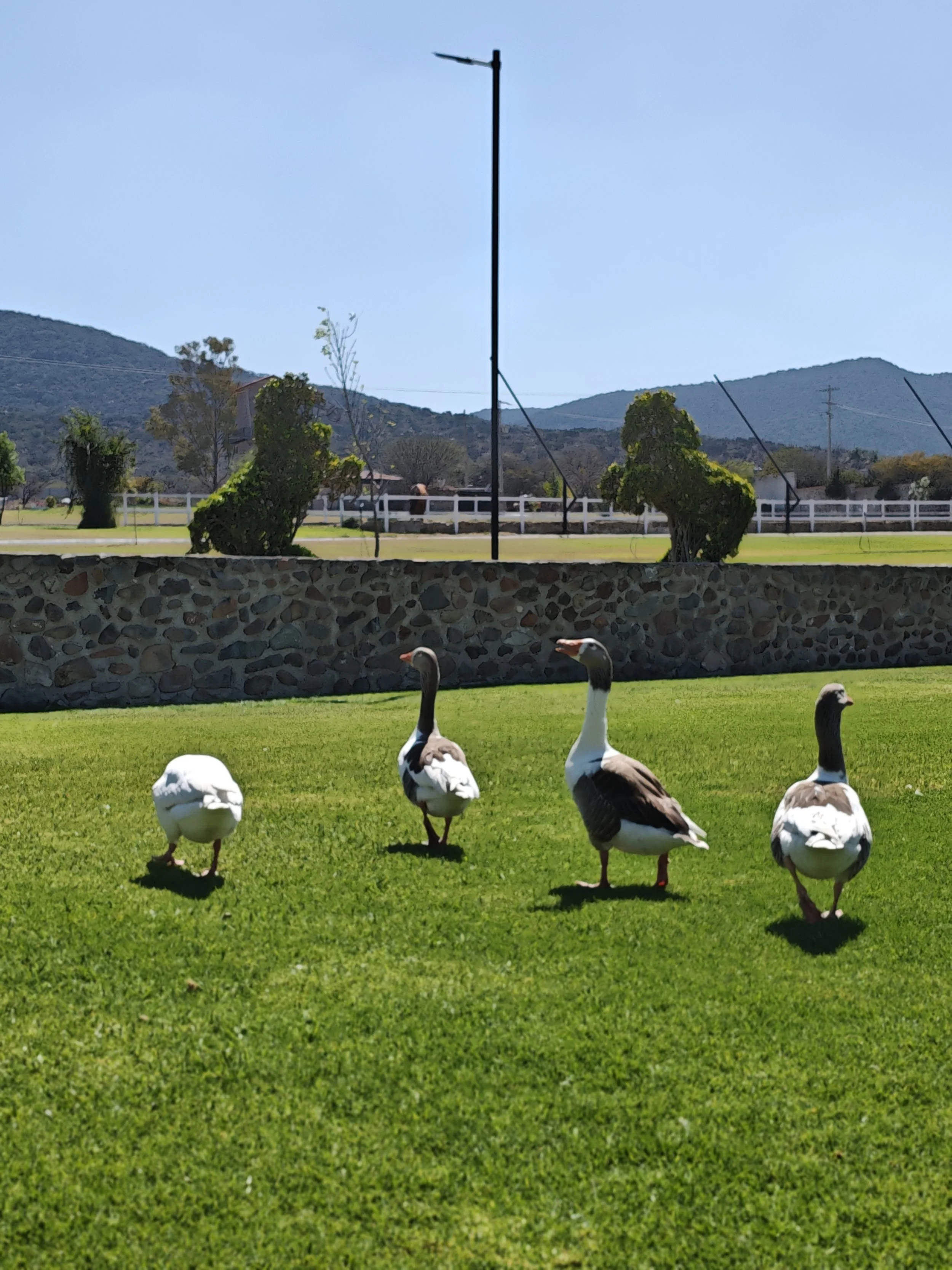 Cuatro gansos caminando sobre césped verde, con árboles y montañas al fondo.