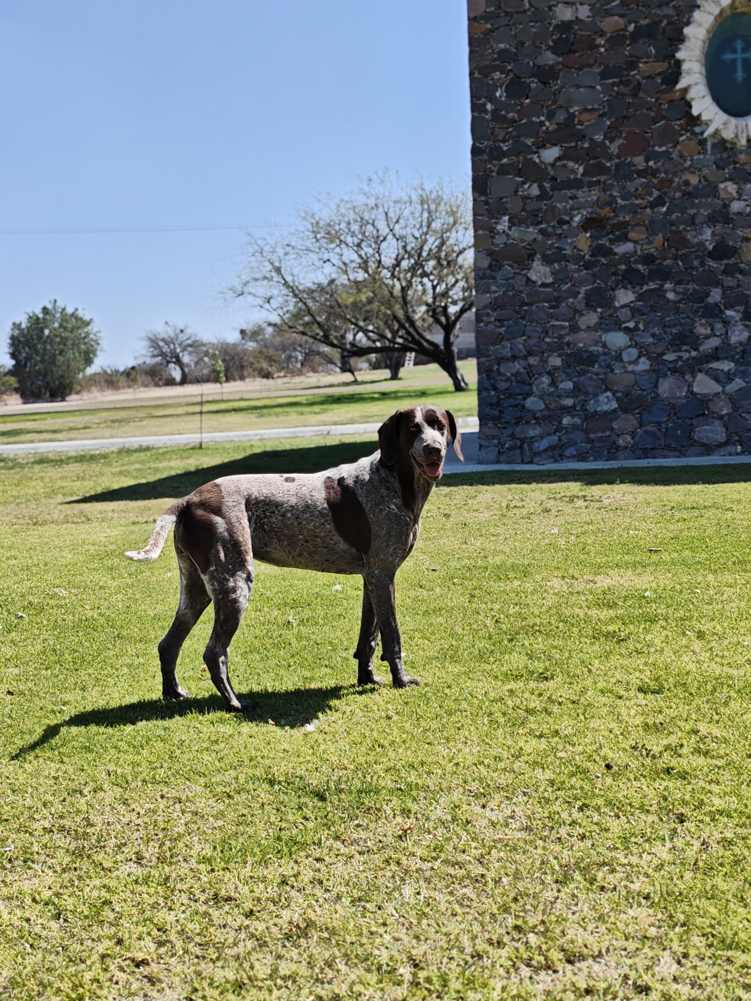 Perro de raza pointer con manchas color marrón y blanco, de pie en césped en un día soleado con árboles y un edificio de piedra en el fondo.