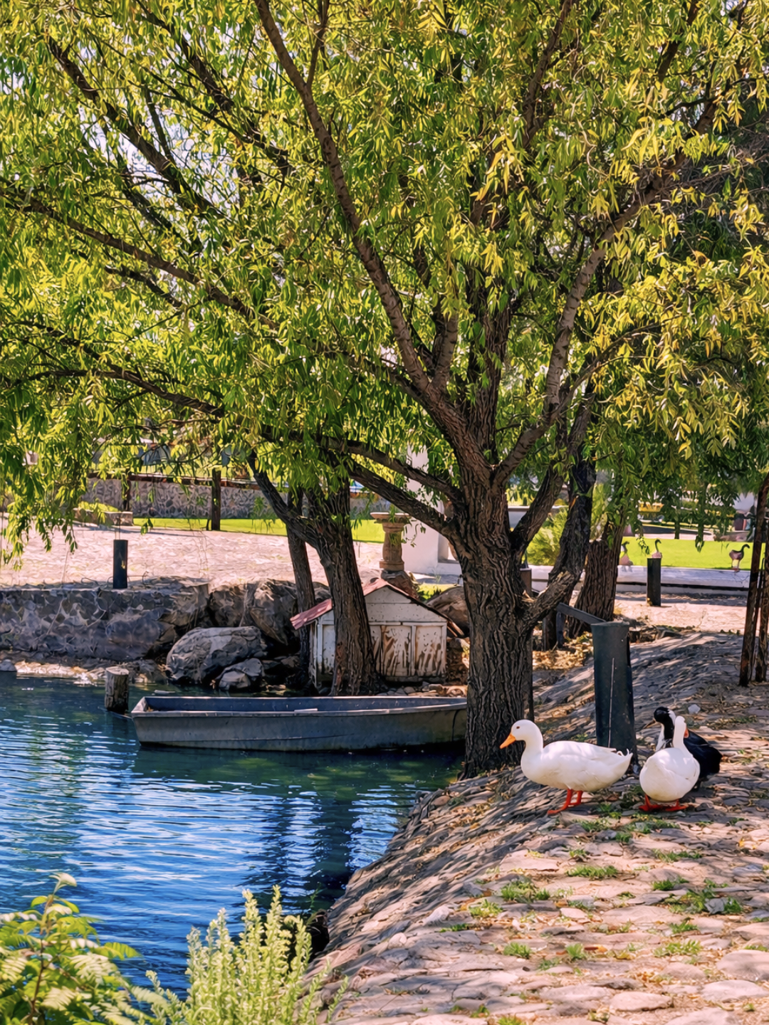 Un árbol grande con hojas verdes junto a un río con patos blancos y negros en la orilla, en un día soleado.
