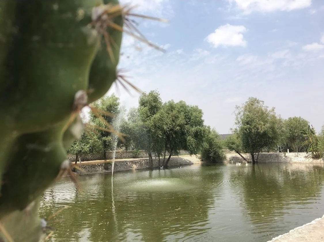 Cactus en primer plano junto a un cuerpo de agua con árboles a la orilla y cielo despejado con algunas nubes.
