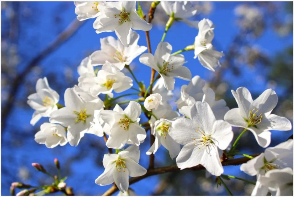 White blossoms 8x12 .jpg