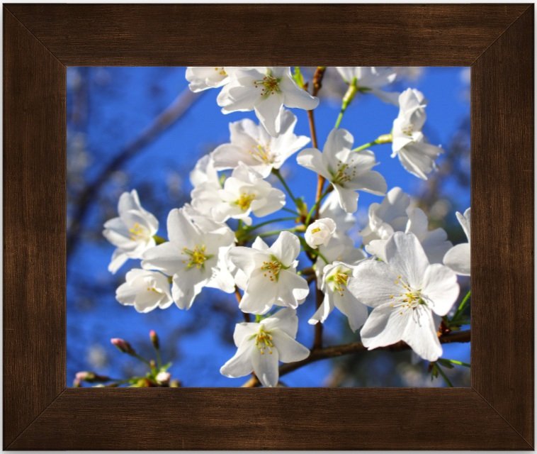 White blossoms 8x10 framed.jpg