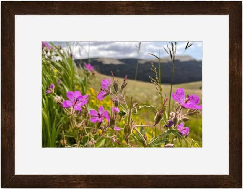 wildflowers 8x12 matted framed.jpg