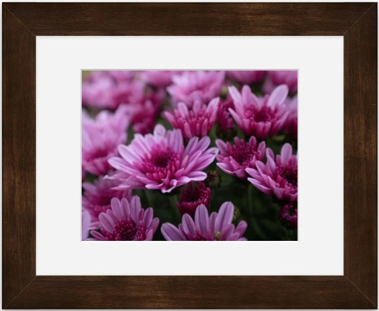 chrysanthemums 8x10 matted framed.jpg
