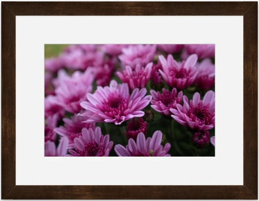 chrysanthemums 8x12 matted framed.jpg