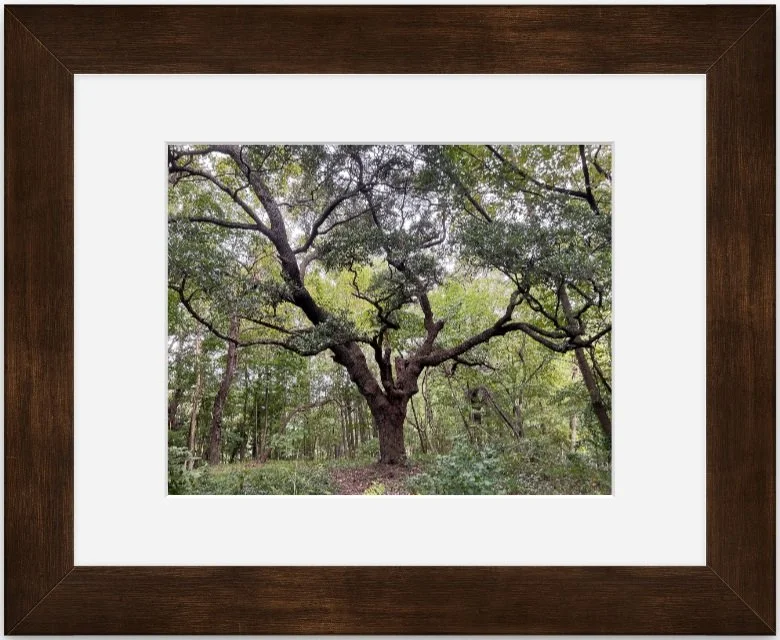 Standing Tall 8x10 matted framed.jpg