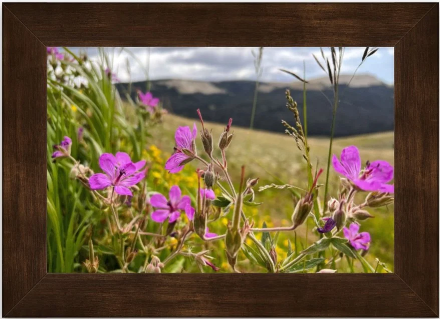 wildflowers 8x12 framed.jpg