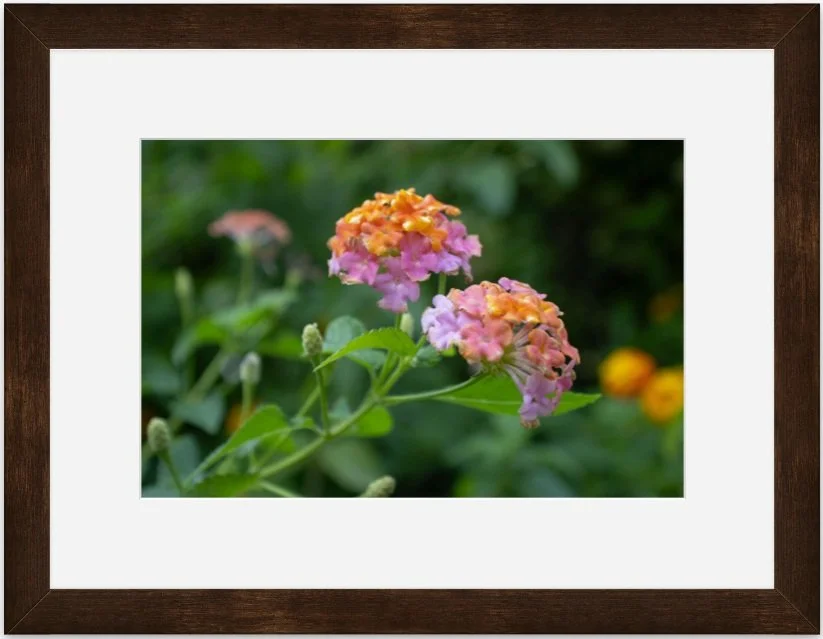 Rainbow Lantana 8x12 matted framed.jpg