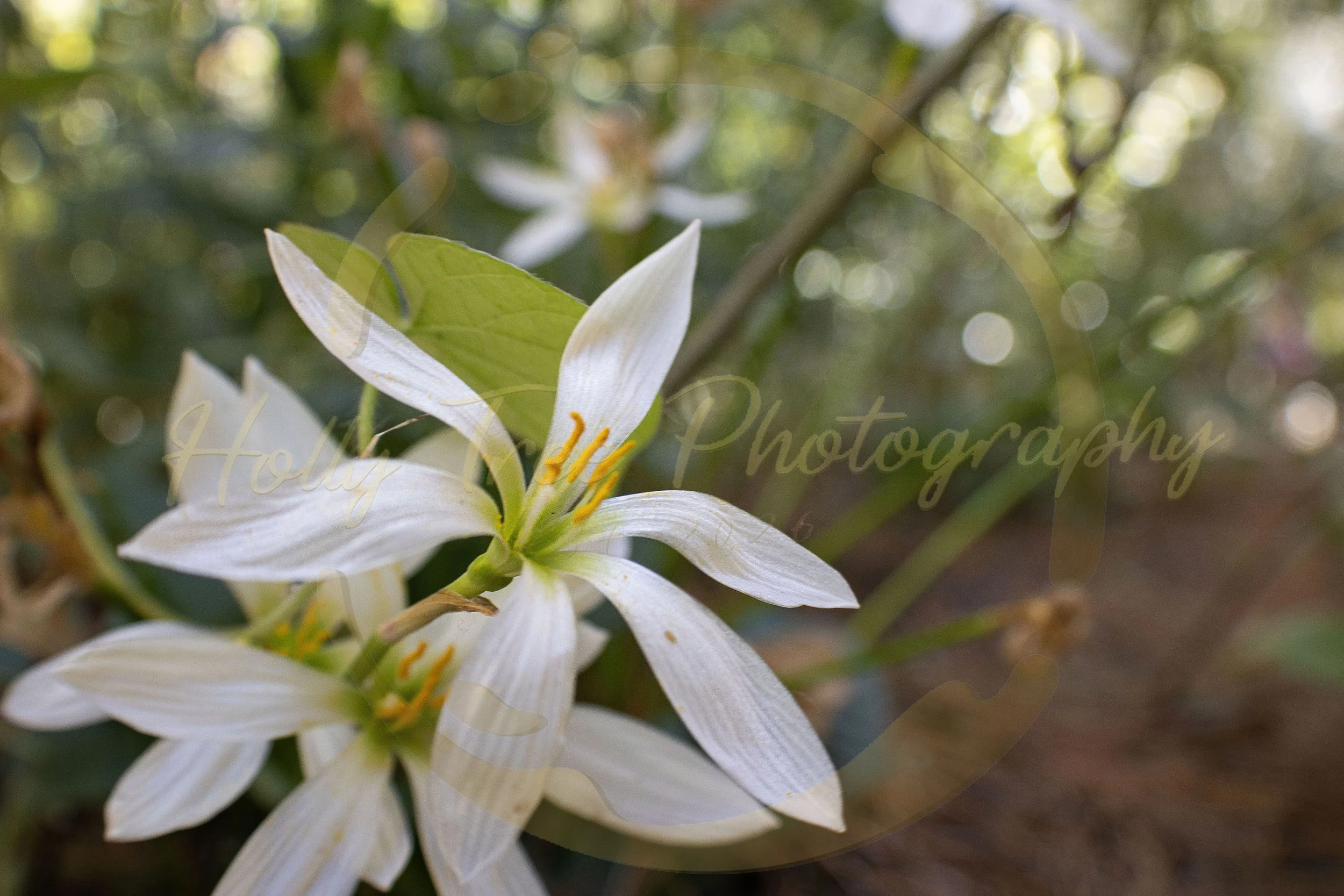 White Flowers, 2025. 
16 X 24 Inches.
Digital Photograph