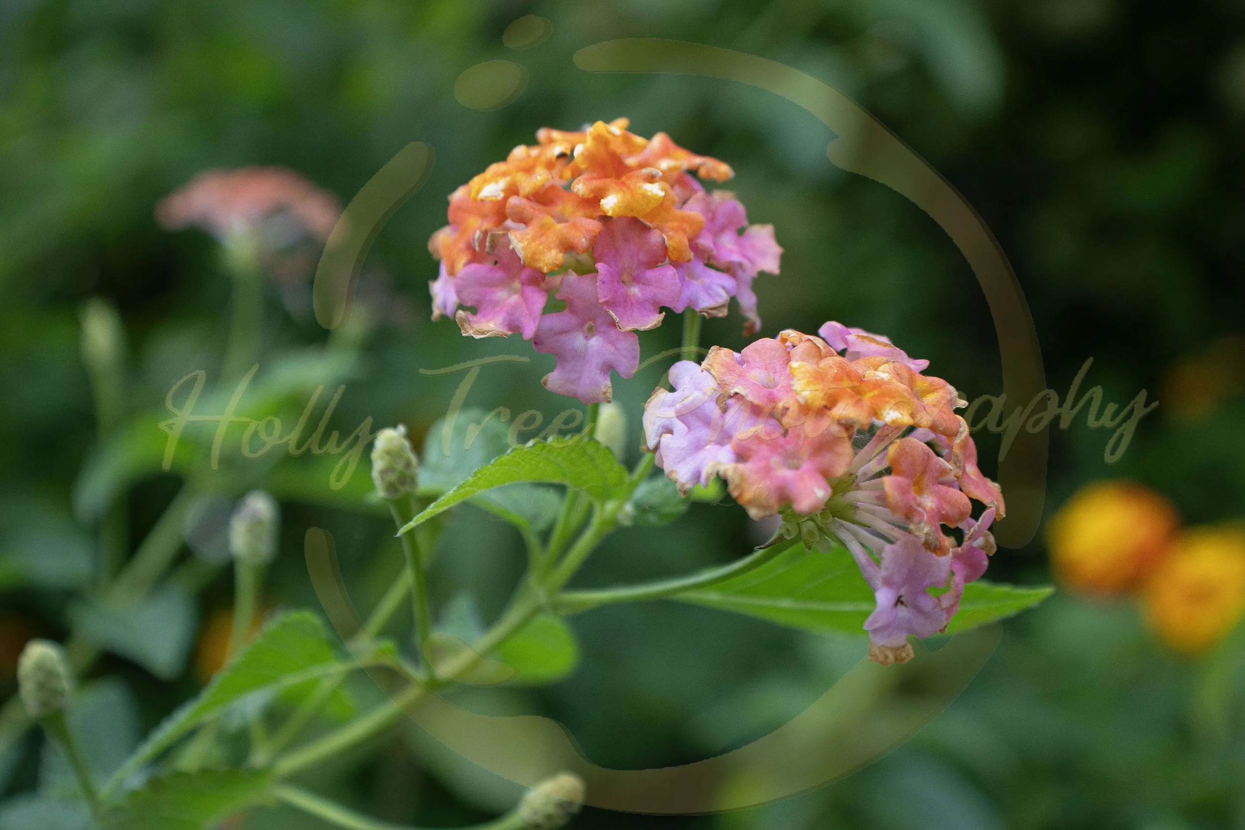 Rainbow Lantana, 
16 X 24 Inches.
Digital Photograph