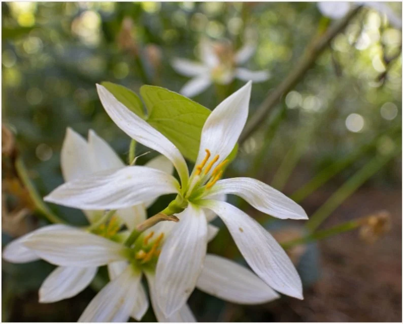 White Flowers, Fine art print
