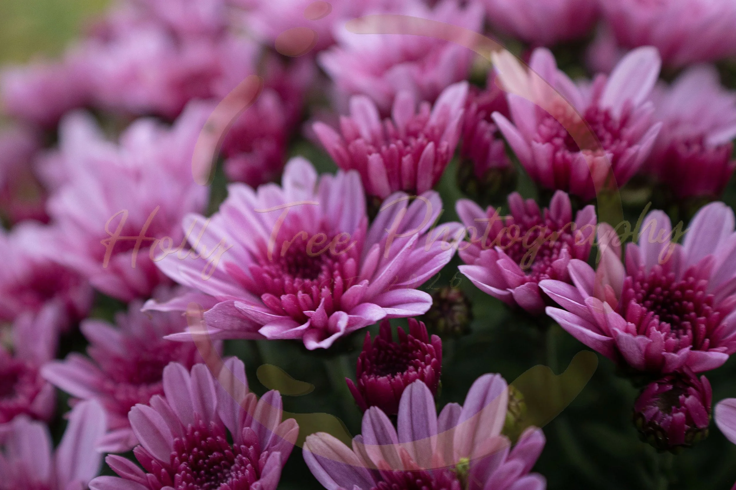 Chrysanthemums, 2025. 
16 X 24 Inches.
Digital Photograph