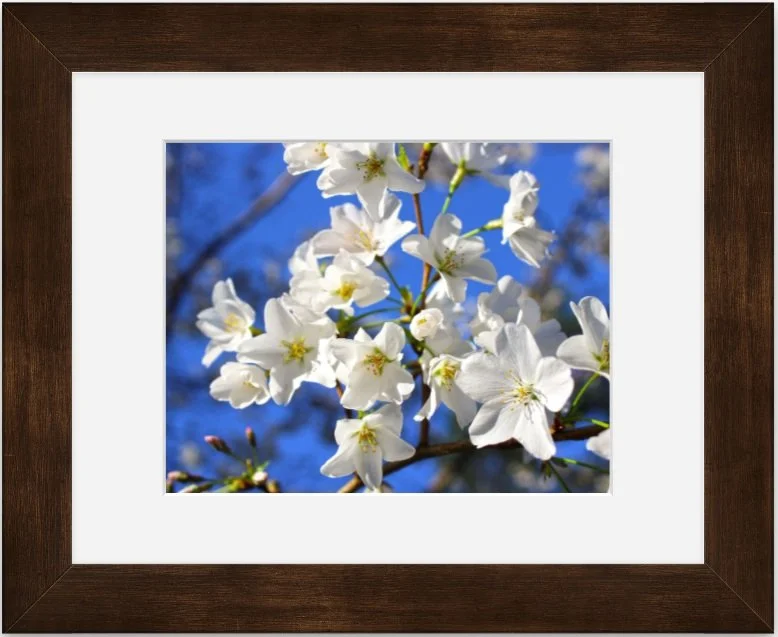 White blossoms 8x10 matted framed.jpg