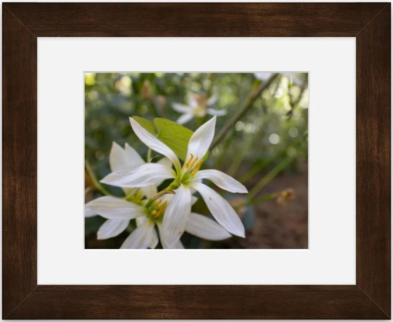 White flowers 8x10 matted framed.jpg