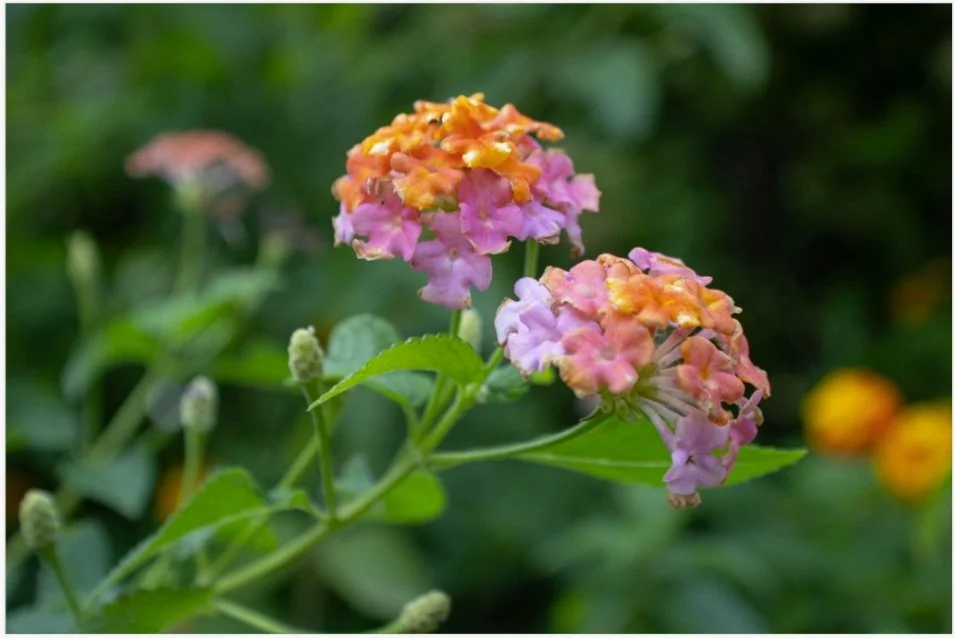 Rainbow Lantana 8x12 .jpg