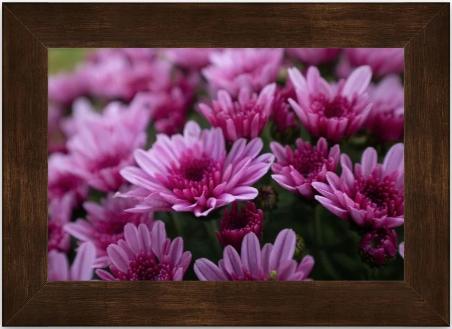 chrysanthemums 8x12 framed.jpg