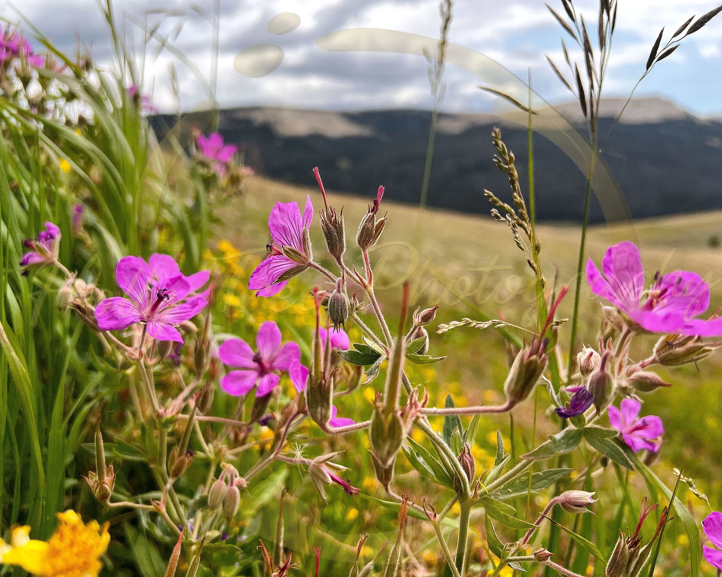 Wildflowers, 2025. 
16 X 20 Inches. 
Digital Photograph