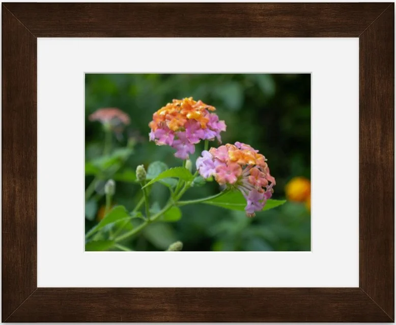 Rainbow Lantana 8x10 matted framed.jpg