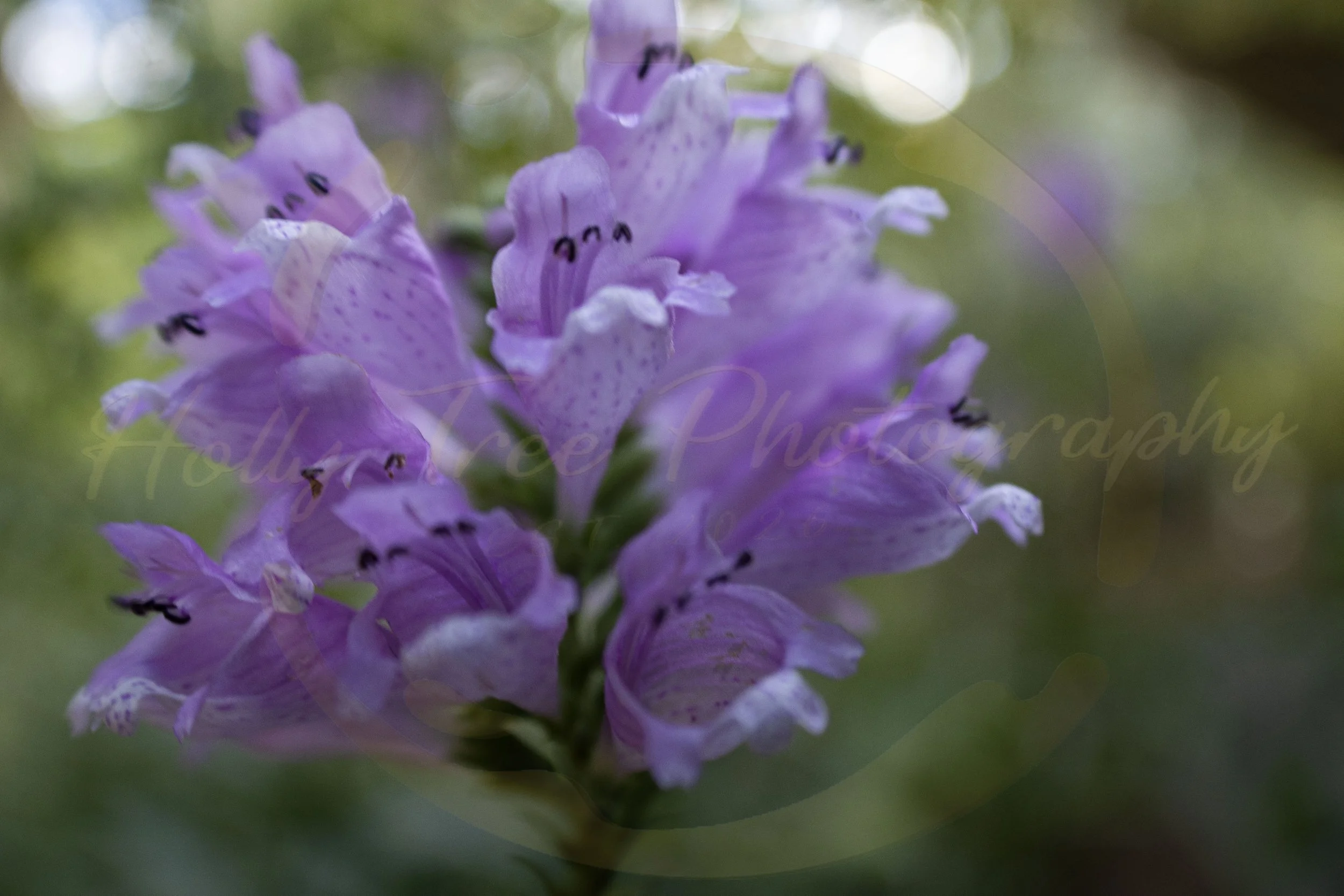 Bluebells, 2025.
16 X 24 Inches.
Digital Photograph