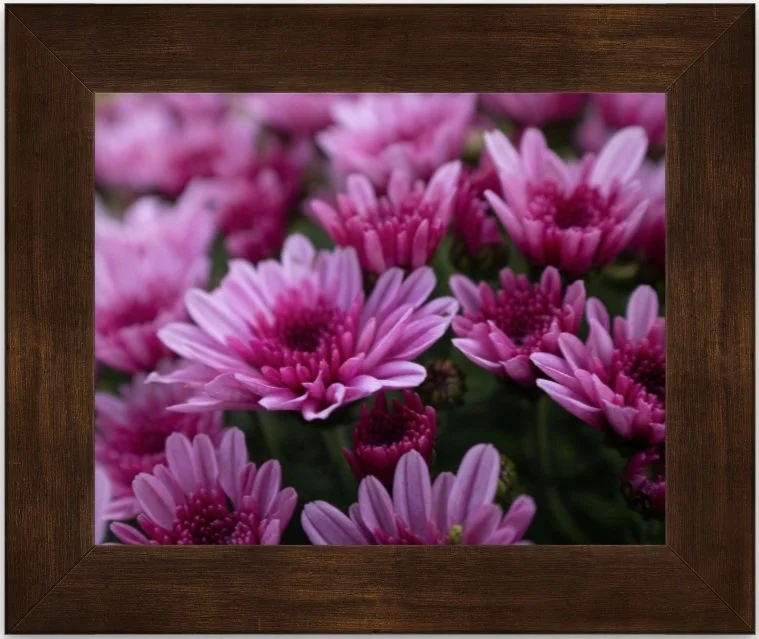 chrysanthemums 8x10 framed.jpg