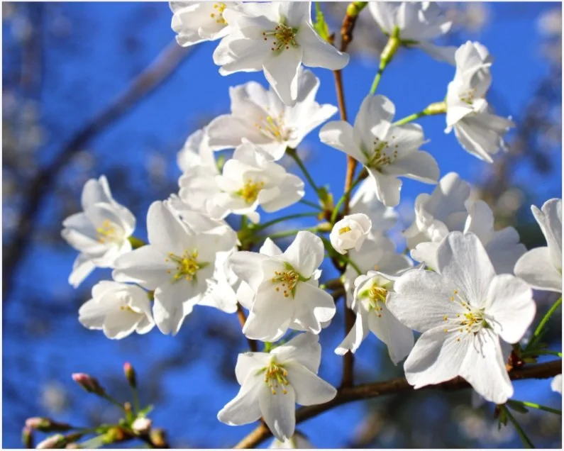 White blossoms 8x10 .jpg