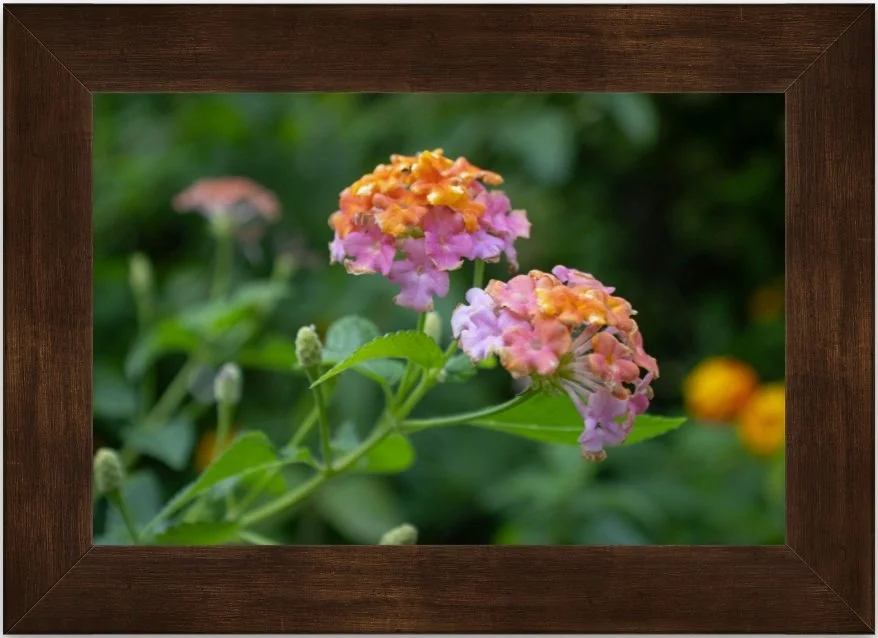 lantanas 8x12 framed.jpg