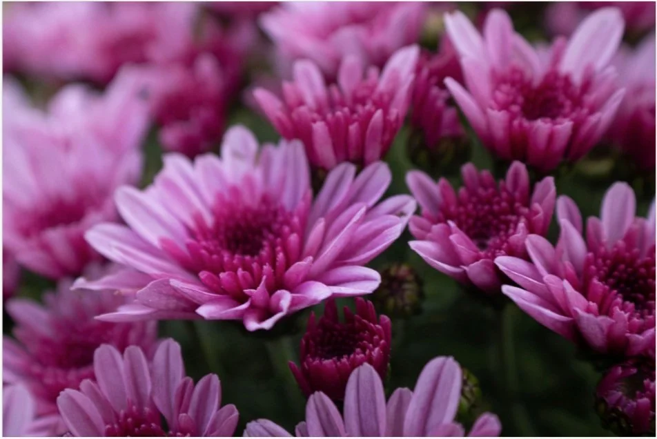 chrysanthemums 8x10.jpg