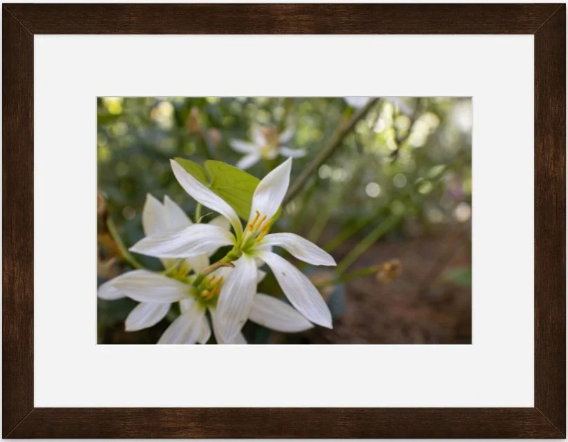 White flowers 8x12 matted framed.jpg
