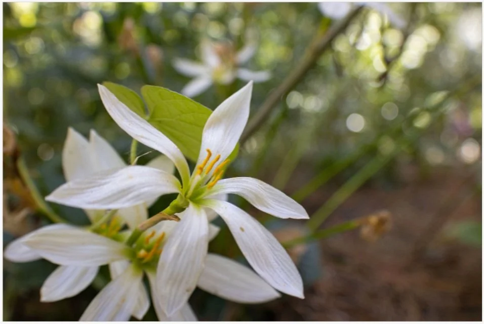 white flowers 8 x 12 unframed.jpg