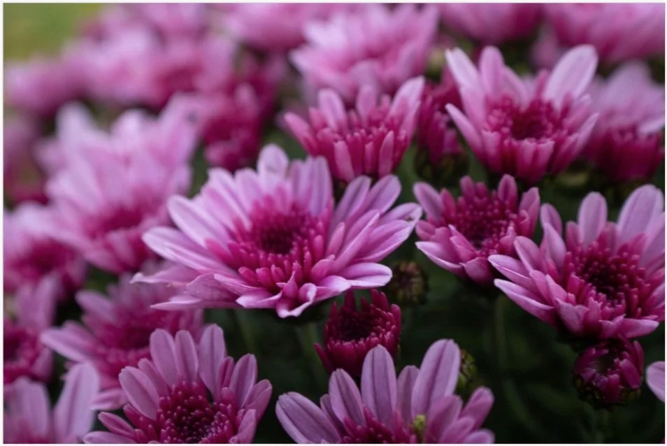 chrysanthemums 8x12.jpg