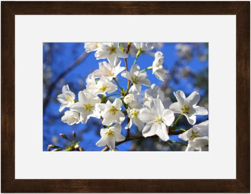 White blossoms 8x12 matted framed.jpg