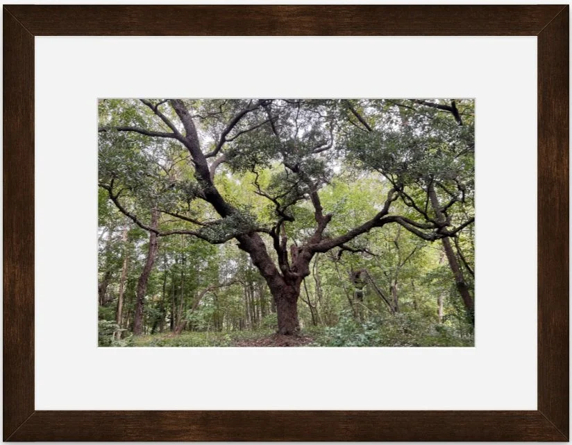 Standing Tall 8x12 matted framed.jpg