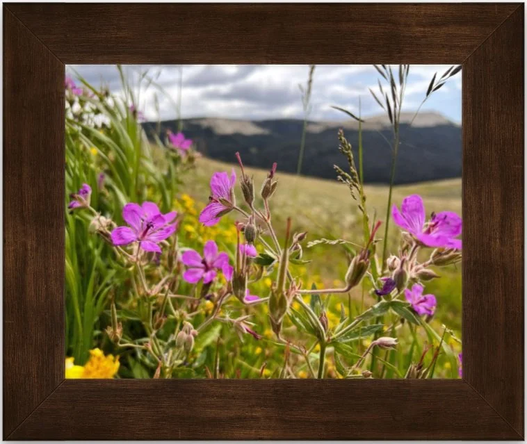 wildflowers 8x10 framed.jpg