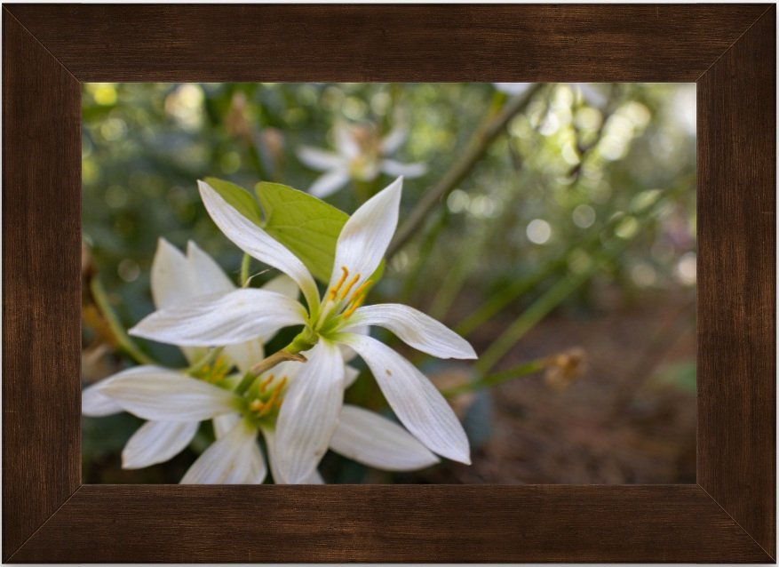 White flowers 8x12 framed.jpg