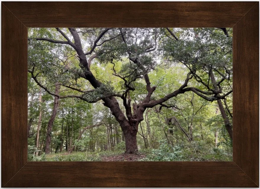 Standing Tall 8x12 framed.jpg