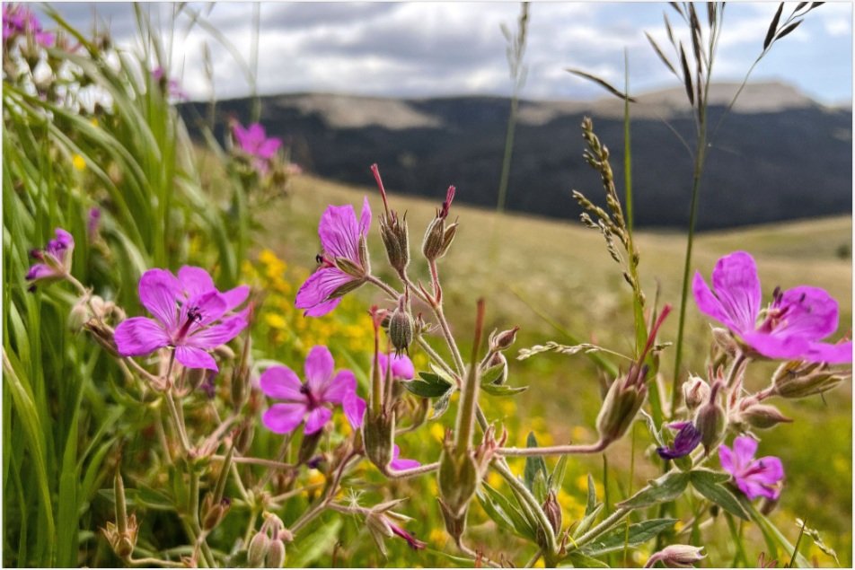 wildflowers 8x12.jpg